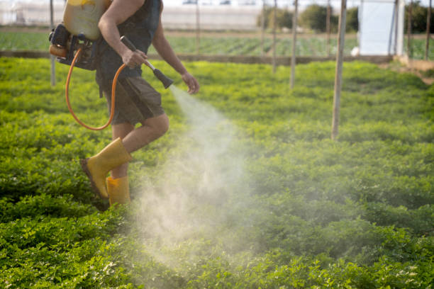 Best Ant Control Services  in Southworth, WA