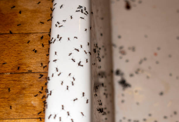 Best Termite Control Services  in Southworth, WA