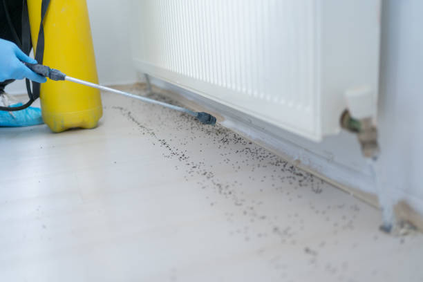 Pest Prevention Services in Southworth, WA